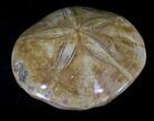 Large Polished Fossil Sand Dollar - Jurassic #22732-1
